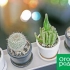 Ako šíriť kaktus doma